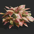Lush Pink and Green Houseplant with Vibrant Variegated Leaves for Indoor Decor