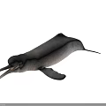 Finless Porpoise Marine Mammal With Gray Body And Long Snout