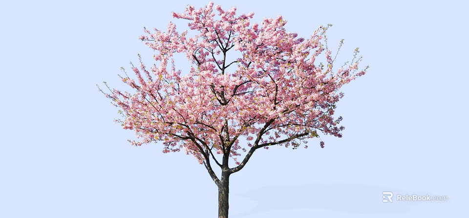 Beautiful Tree With Abundant Pink Blossoms Against Light Blue Sky 3d model 