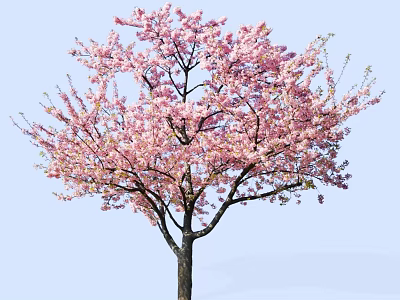 Beautiful Tree With Abundant Pink Blossoms Against Light Blue Sky 3d model