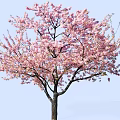 Beautiful Tree With Abundant Pink Blossoms Against Light Blue Sky