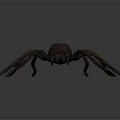 3D Rendered Spider With Long Legs And Brownish Realistic Detailed Design