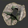 Green Moss Growing On Tree Stump With Wood Chips And Dark Background