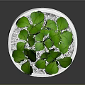 Lush Green Leafy Plant in White Ceramic Pot with Wooden Base