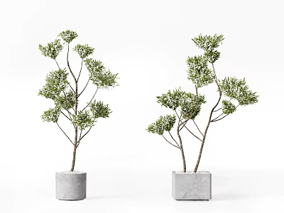 Decorative Bonsai Plants in Square Concrete Pots with Green Leafy Foliage 3d model