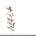 Pink Lilies With Green Stems Leaves And Open Flowers Plus Buds