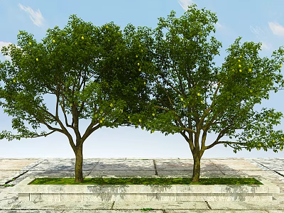 Two Tall Trees With Thick Trunks Lush Foliage And Yellow Fruits Against Blue Sky 3d model
