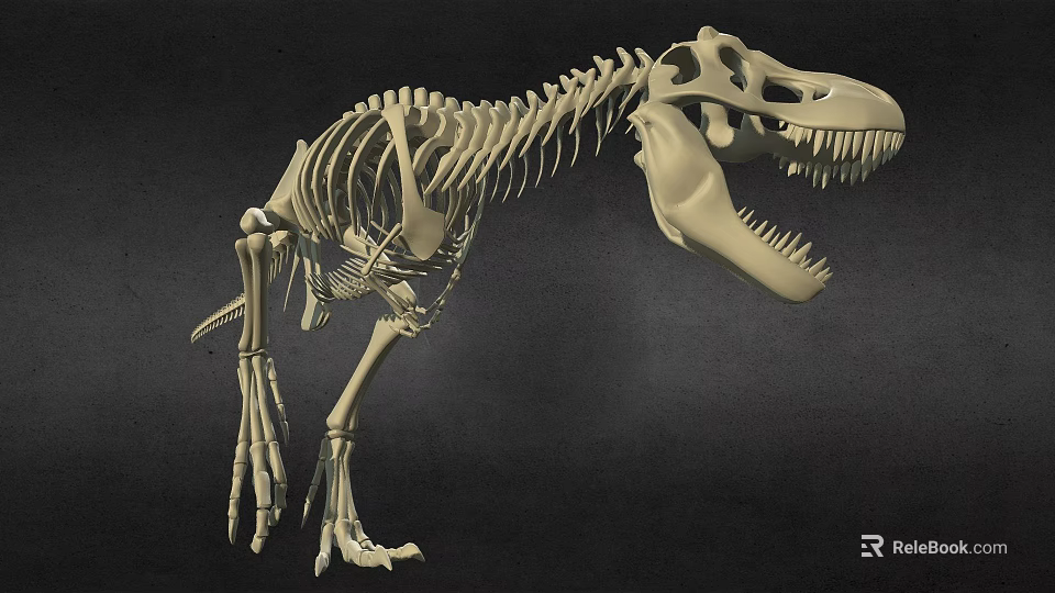 Tyrannosaurus Dinosaur Skeleton Fossil With Detailed Bone Structure And Sharp Teeth 3d model 