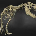 Tyrannosaurus Dinosaur Skeleton Fossil With Detailed Bone Structure And Sharp Teeth