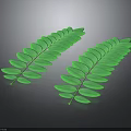 Two Fresh Green Pinnate Leaves Against Dark Background For Natural Decor