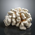 Natural White Textured Coral Structure With Branching Organic Growth Pattern