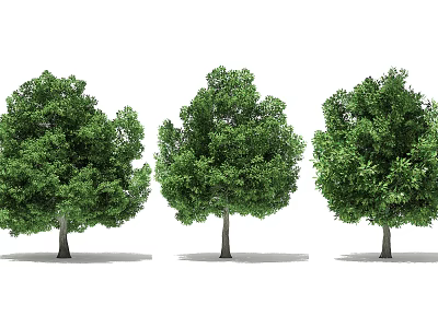 The Modern Tree 3d model The Modern Tree 3d model