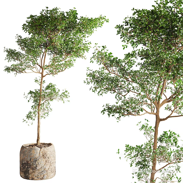 Bonsai Potted Plants Featuring Slender Trunks And Lush Green Foliage In Stone Pots 3d model 
