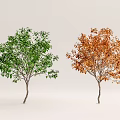 Modern Tree Landscape Tree 3d model