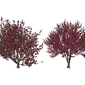Two Arbor Trees With Red And Green Foliage And Small Fruits