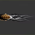 Nautilus With Orange And White Spiral Shell And Silver Tentacles On Dark Background