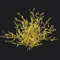 Yellow Lush Shrub With Dense Foliage On Black Background And Height Scale 3d model