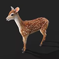 3D Fawn Model with Brown Fur and White Spots on Black Background