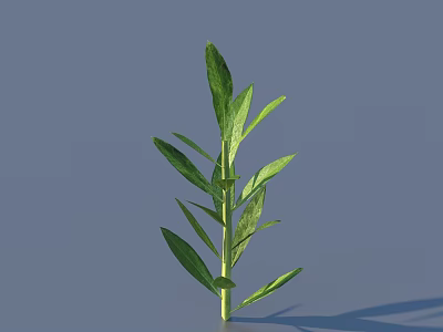 Fresh Green Plant With Multiple Leaves And Erect Stem On Light Blue Background 3d model