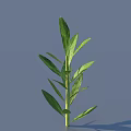 Fresh Green Plant With Multiple Leaves And Erect Stem On Light Blue Background 3d model