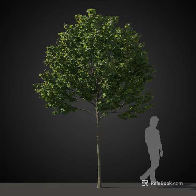 Tall Arbor With Lush Green Foliage And Straight Trunk Next To Human Silhouette 3d model 