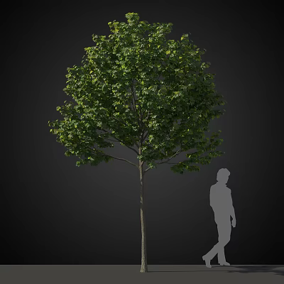 Tall Arbor With Lush Green Foliage And Straight Trunk Next To Human Silhouette 3d model