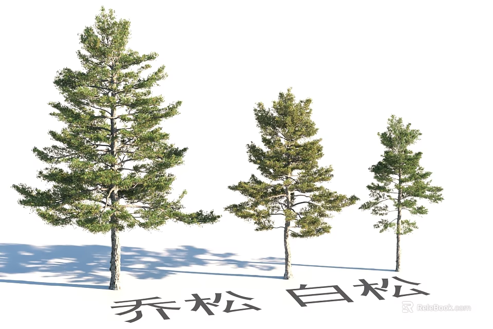 Garden Landscape Design With Chinese Pine And White Pine Trees Of Different Sizes 3d model 