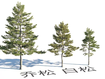Garden Landscape Design With Chinese Pine And White Pine Trees Of Different Sizes 3d model
