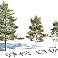 Garden Landscape Design With Chinese Pine And White Pine Trees Of Different Sizes