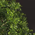 Lush Green Shrub With Dense Vibrant Foliage And Healthy Branch Growth