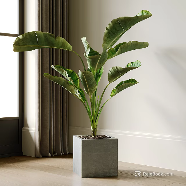 Large Leaf Potted Plant In Square Gray Pot For Indoor Bright Space 3d model 
