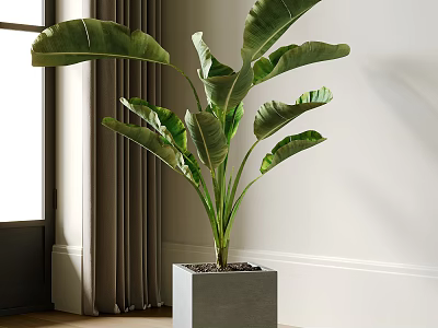 Large Leaf Potted Plant In Square Gray Pot For Indoor Bright Space 3d model
