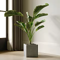 Large Leaf Potted Plant In Square Gray Pot For Indoor Bright Space