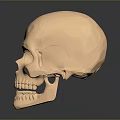 Golden Human Skull Organ Model With Shiny Surface And Detailed Facial Features