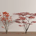 Two Red Leaf Arbor Trees with Fallen Leaves on Wooden Floor and Light Wall
