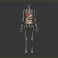 3D Human Skeleton Model Showing Internal Organs Like Heart Stomach And Intestines