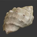 Pink And White Seashell With Textured Surface And Spiral Shape On Black Background