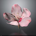 Pink Flower With Delicate Petals And Yellow Stamens On Dark Background