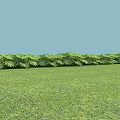 Lush Green Plants With Feathery Leaves On Vibrant Grassland And Blue Sky