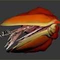 3D Anatomical Structure With Red Orange Top Yellow Edges Purple Interior White Spiny Tentacles