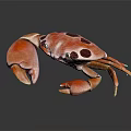 Detailed Orange Crab With Dark Brown Spots And Large Claws On Dark Background With Reflection