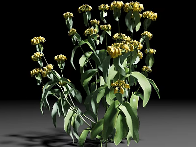 Lush Green Leaf Shrub With Bright Yellow Flowers And Long Stems 3d model