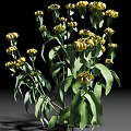 Lush Green Leaf Shrub With Bright Yellow Flowers And Long Stems