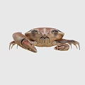Brown Aquatic Crab With Large Claws Prominent Eyes And Detailed Shell Structure