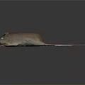 Brown Mouse Lying On Dark Surface With Long Tail Visible Ears And Eyes