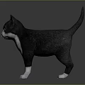 Black and White Cat with Blue Eyes Standing on Shiny Reflective Surface