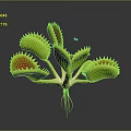 Venus Flytrap Household Plant With Green Leaves Red Interior And Pest Control Function