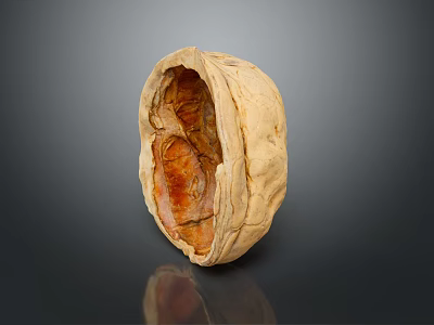 Close Up Open Walnut Showing Exposed Kernel And Natural Shell Texture 3d model