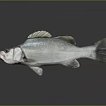 Fresh Silver Fish With Prominent Fins And Eyes On Dark Reflective Surface