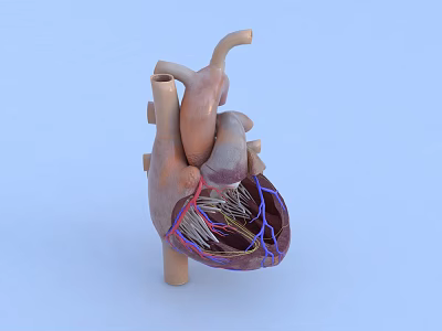 Human Heart 3D Model as Thoracic Organ with Detailed Blood Vessels and Anatomical Structure 3d model